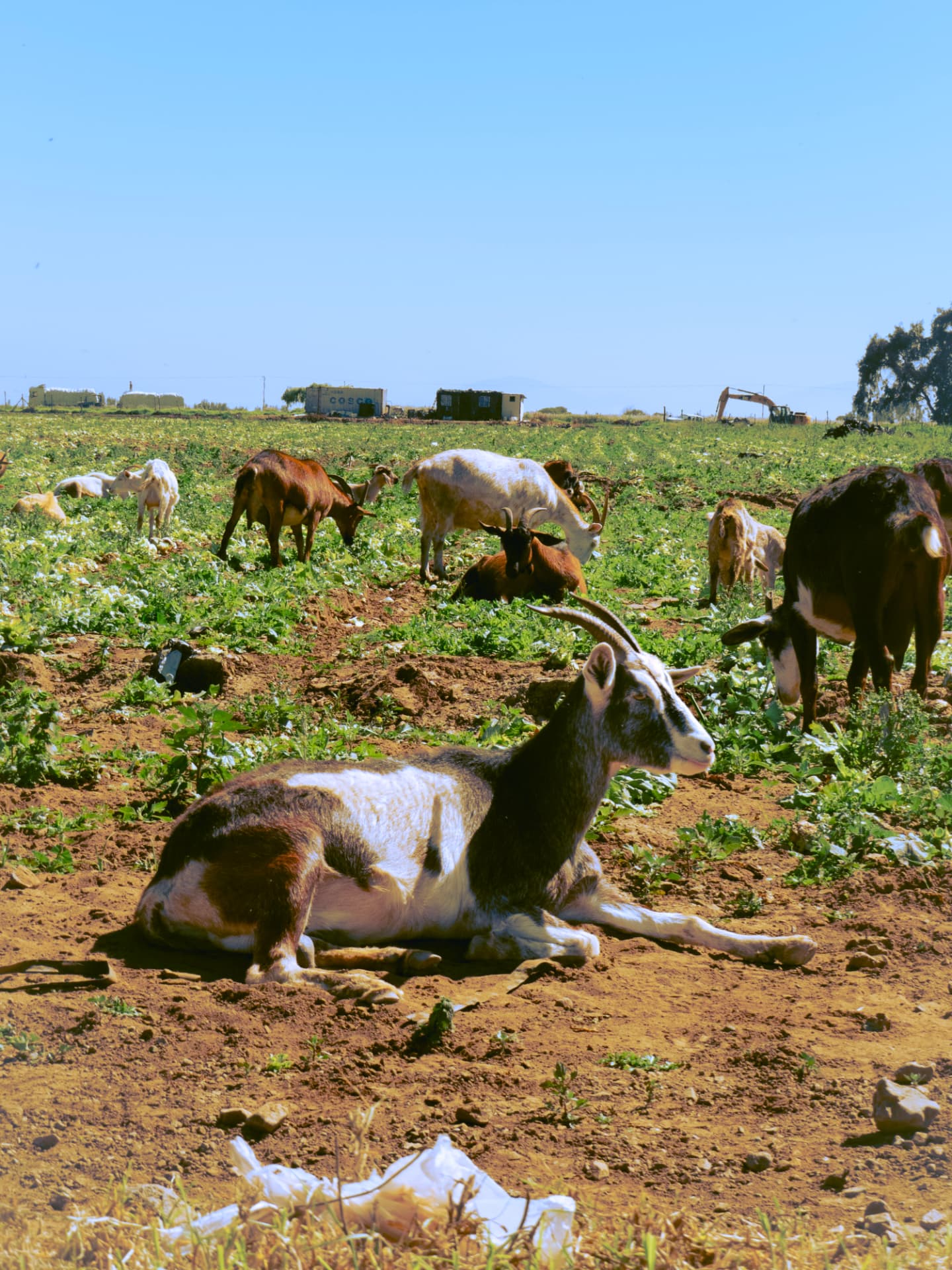 Cabras descansando entre los cultivos